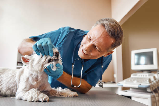 Best Mobile Emergency Dentist in Topeka, IN